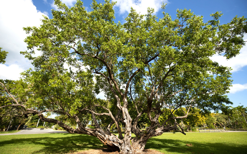 A tree in Crandon Park