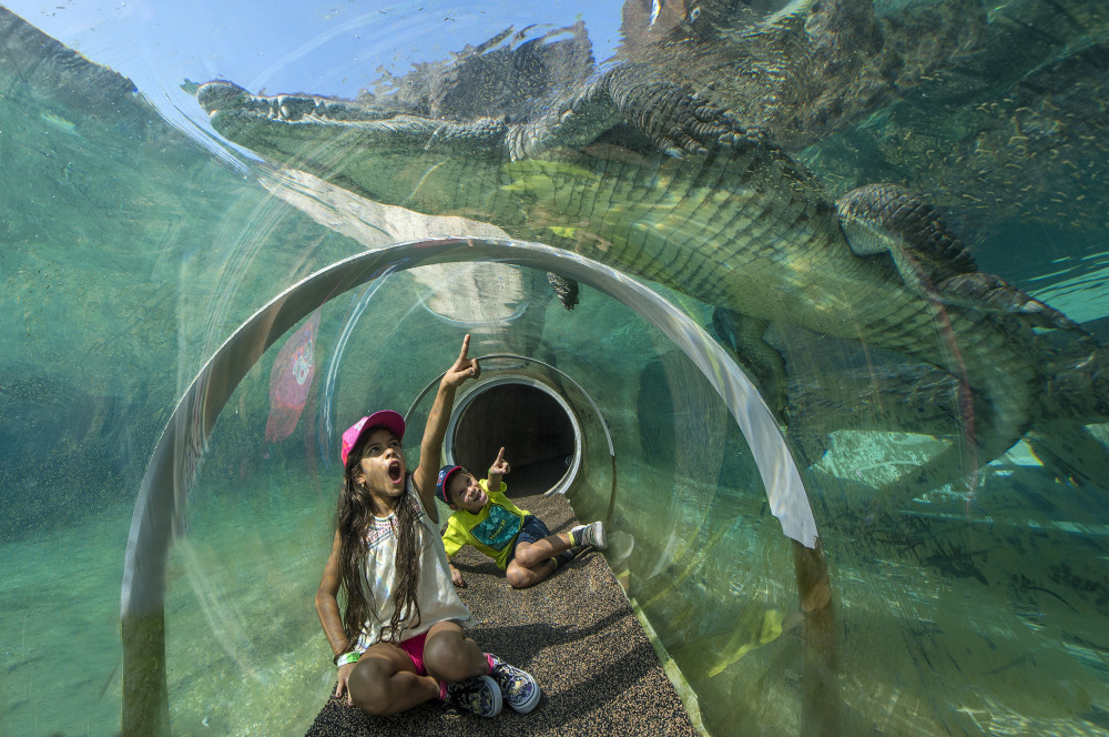 Croc tunnel in Florida: Mission Everglades exhibit.