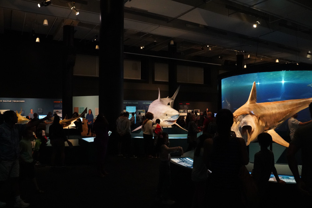 Exposition sur les requins à Frost Science