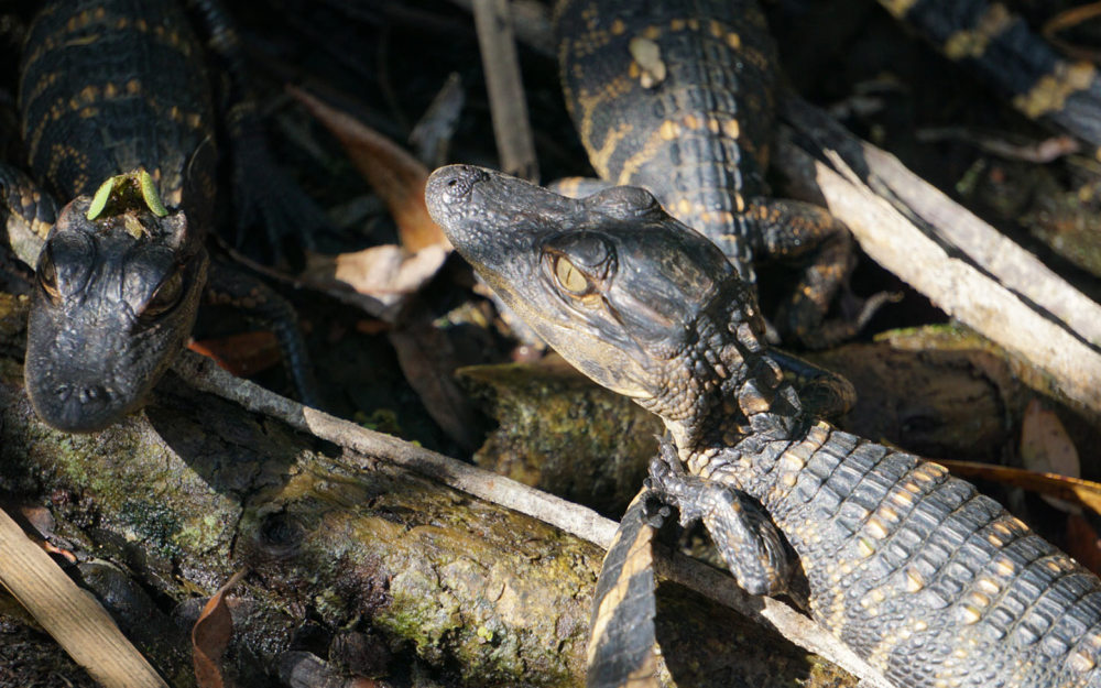 Baby alligators at Everglades National Park