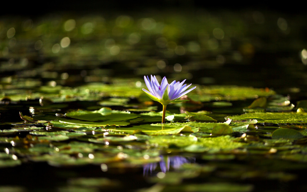 Water lilies at Fruit & Spice Park