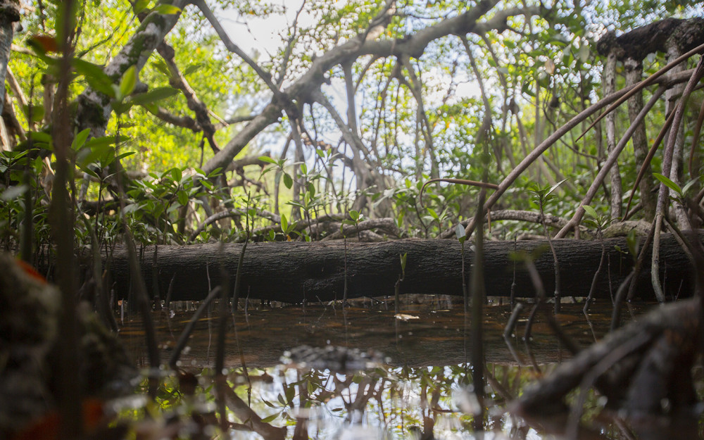 Mangroven bei Greynolds Park