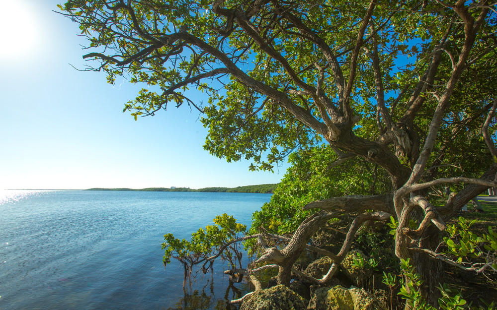 Árvore de mangue à beira-mar em Homestead Bayfront Park