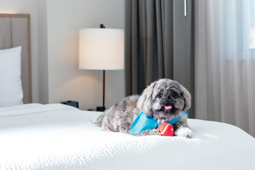 您的宠物也需要休假！来入住我们的宠物友好型酒店 Hotel 在Aventura ，您和您的毛茸茸的朋友可以在这里享受我们的便利设施和服务。有关我们宠物政策的更多信息，请通过我们的 Hotel.