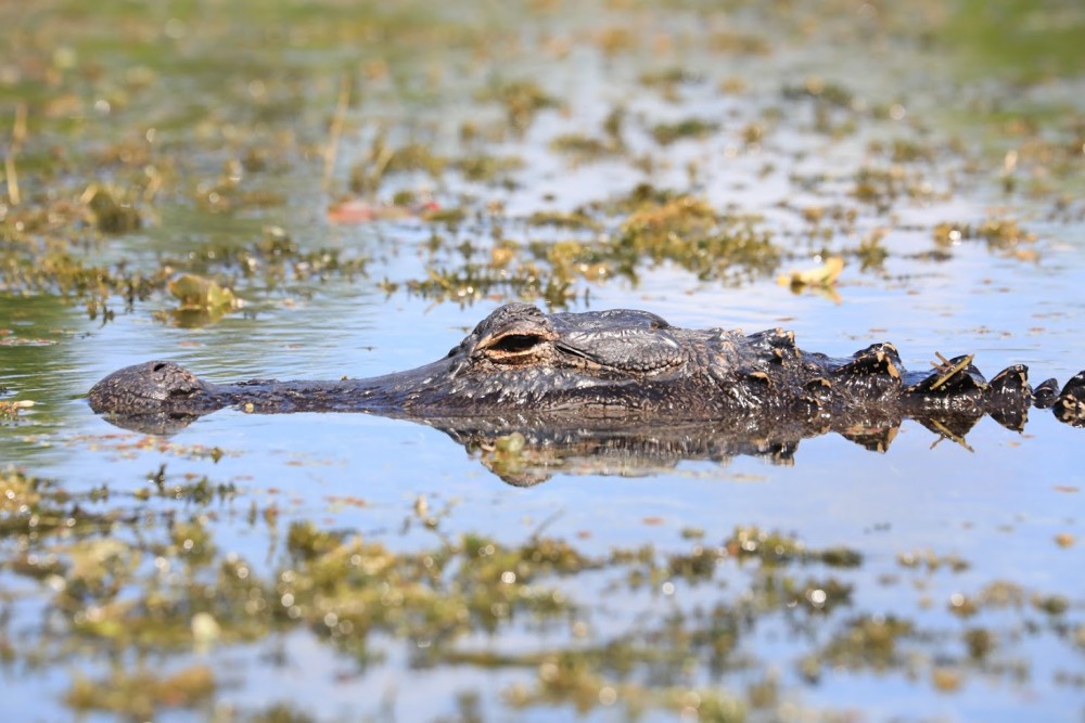 Alligator head