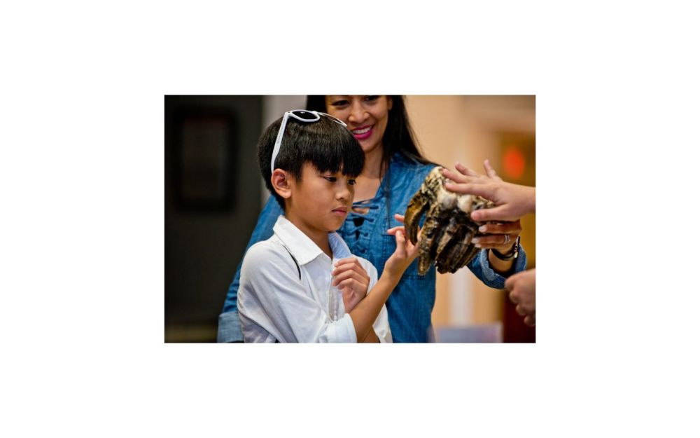 Child engaging with fossil in the Tropical Dreams exhibition