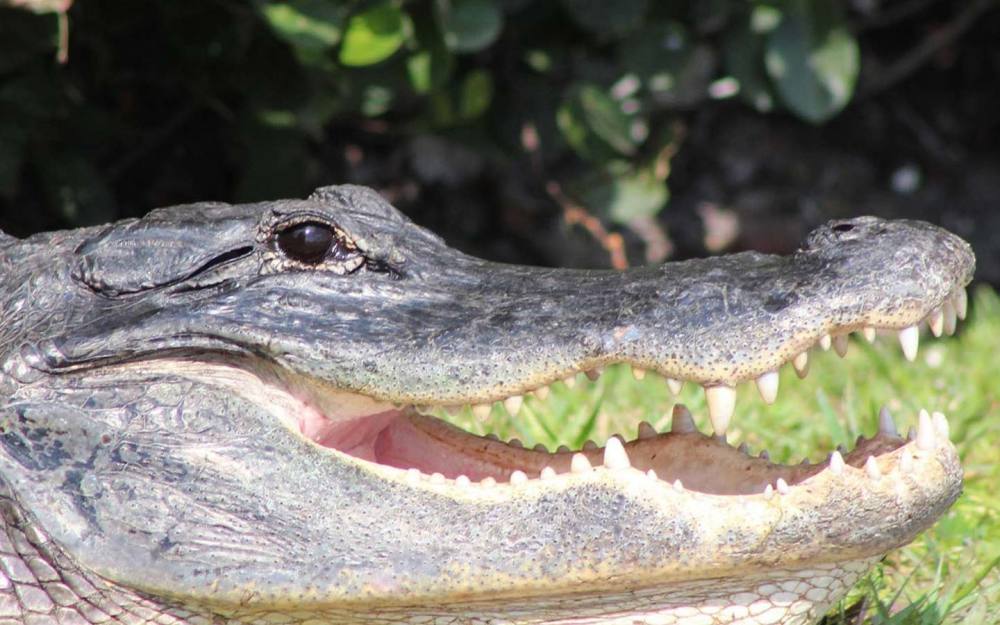 Gator close-up