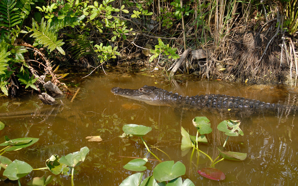 Alligator von Coopertown Everglades