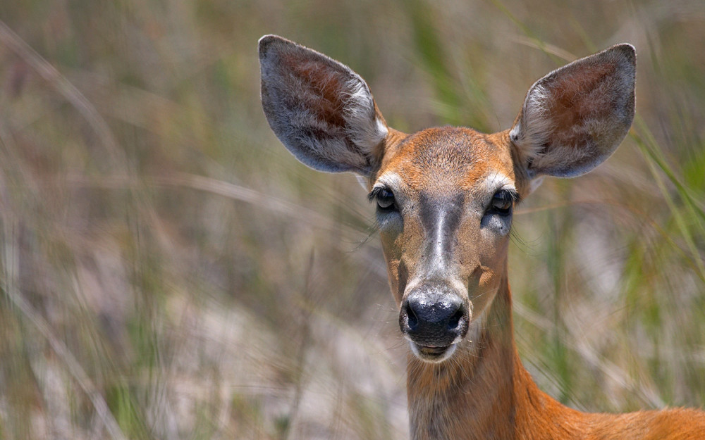 Florida white-tailed deer