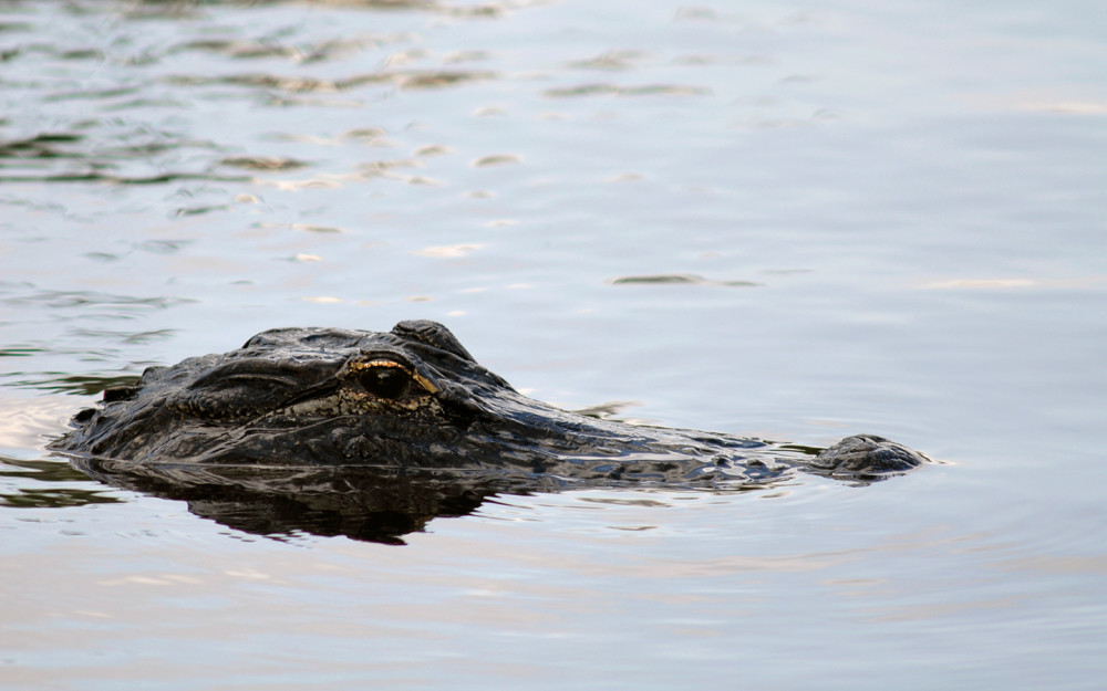 Alligator des marais des Everglades