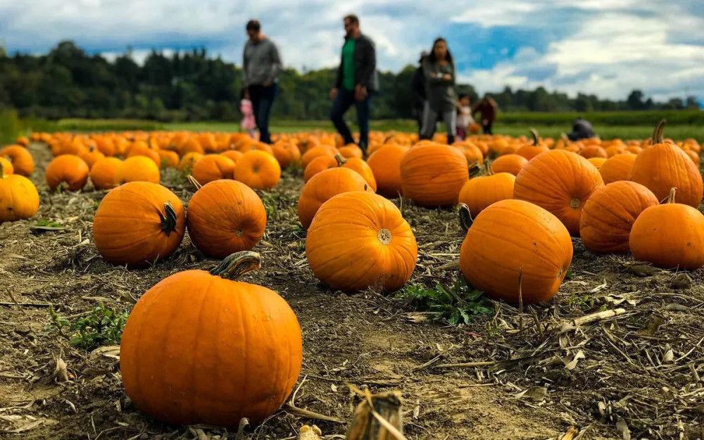 Pumkin Patch & Pearls photo