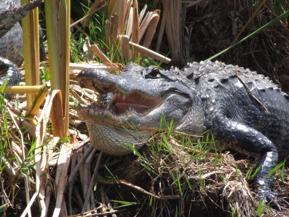 Coopertown Airboat Rides and Restaurant