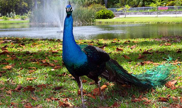 Peacock