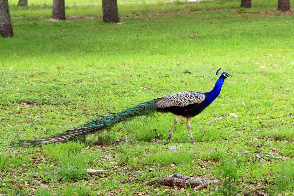 Pavo real en Larry & Penny Thompson Park