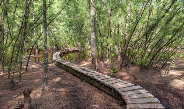 Wooden walkway