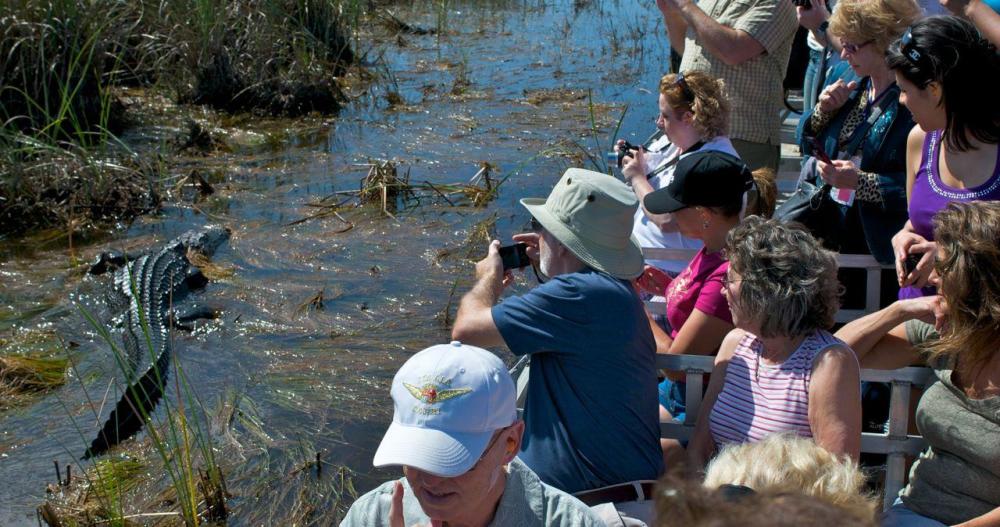 Up close in the Everglades