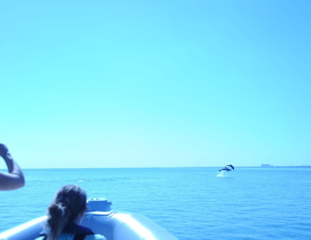 Dolphin jumping in Biscayne Bay