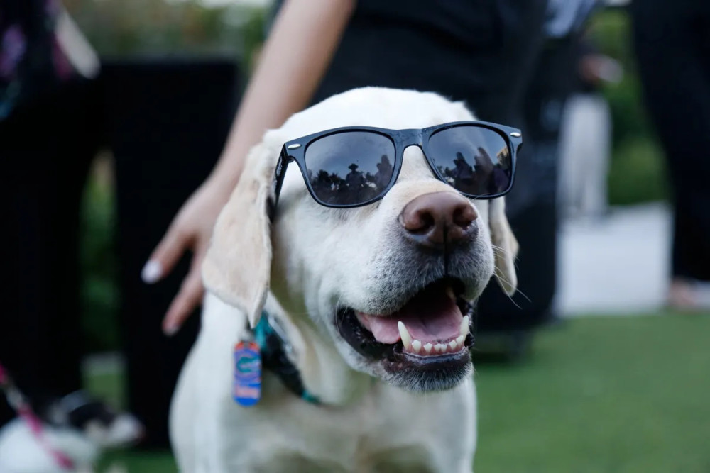 Yappy Hour photo