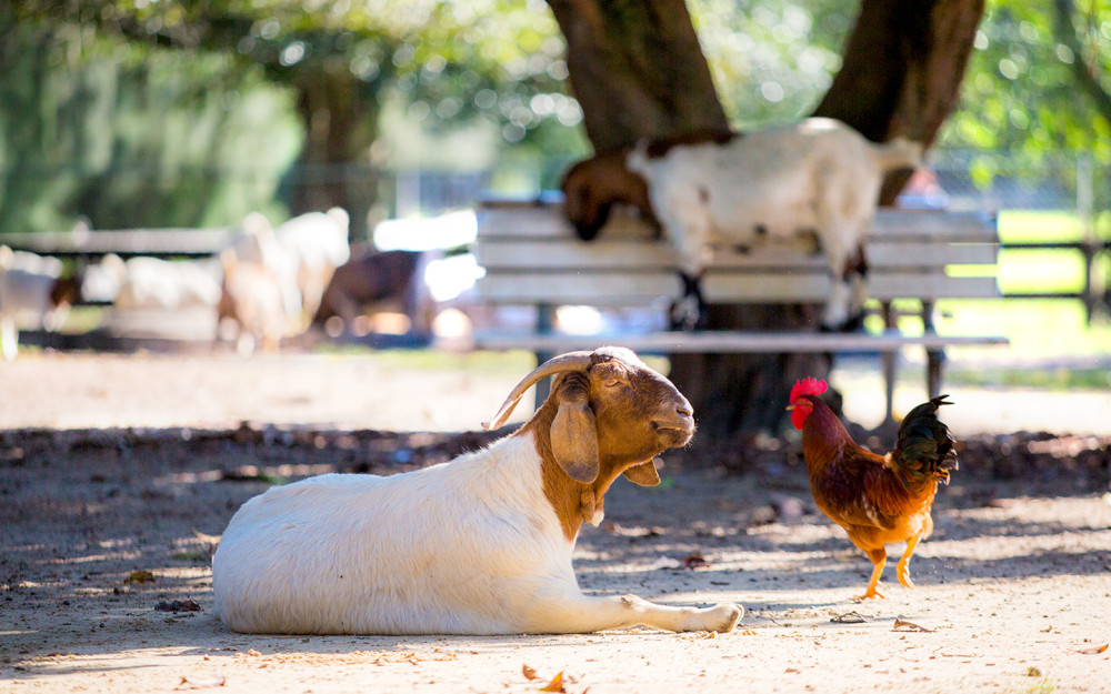 Goat relaxing at Amelia Earhart's farm village