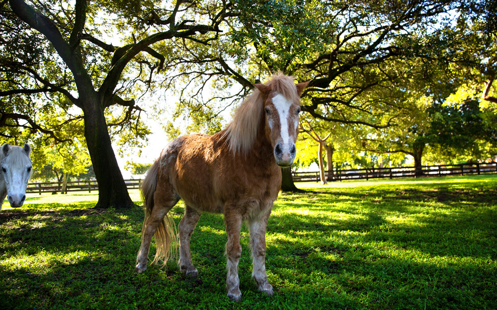 Miniature horse at Amelia Earhart's farm village