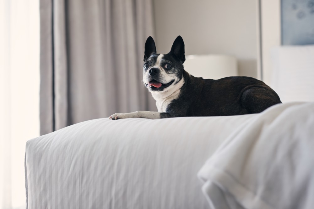 Loews loves pets
