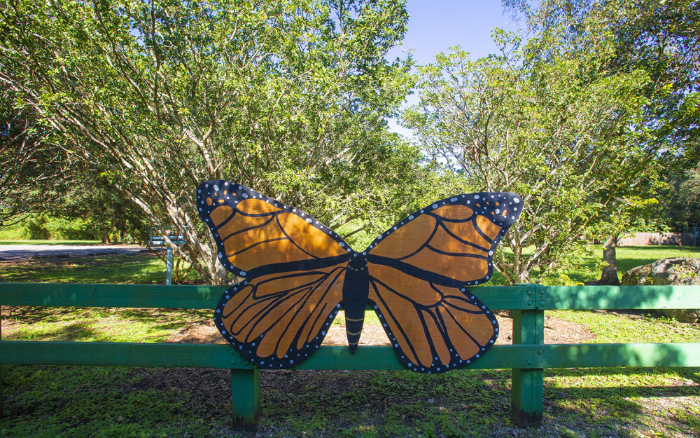 Monarch Butterfly