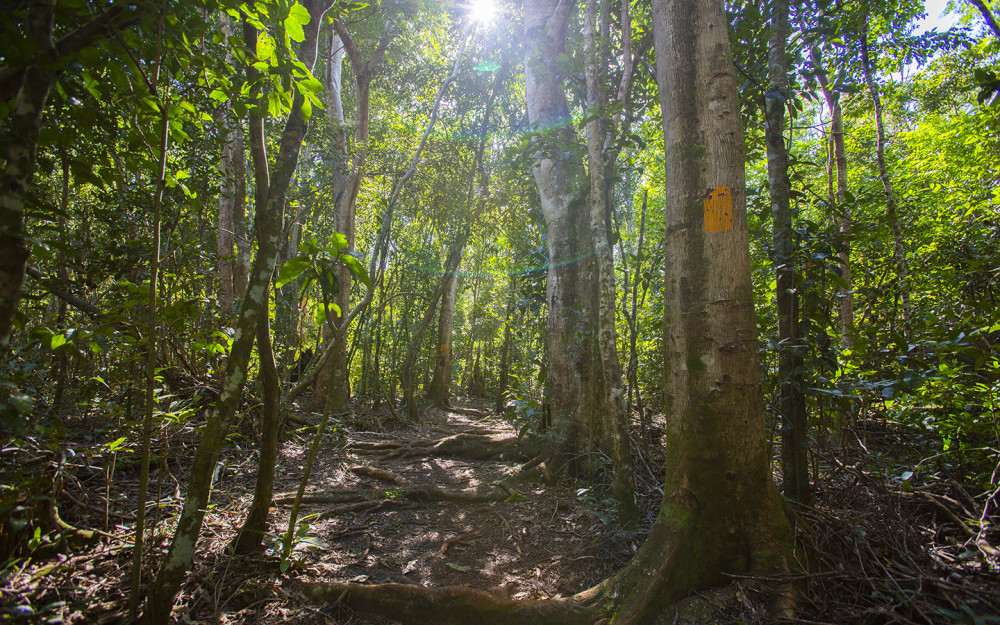 Nature Trails at Castellow Hammock Park