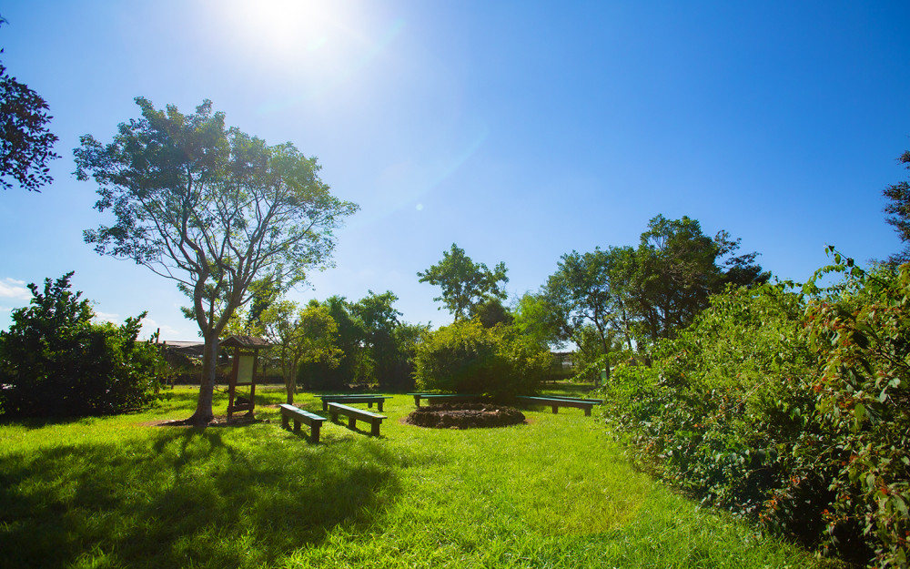 Sunny meadow at Castellow Hammock