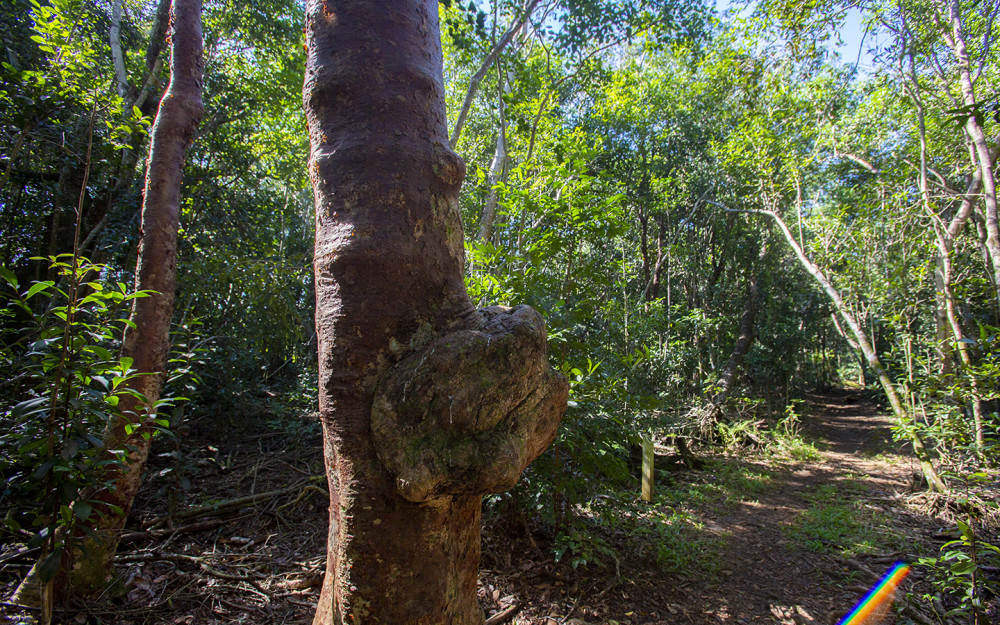 Tree bark growth