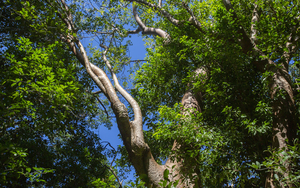 Hammock Trees