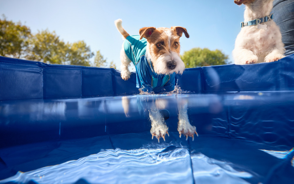 Chewy Summer Social photo