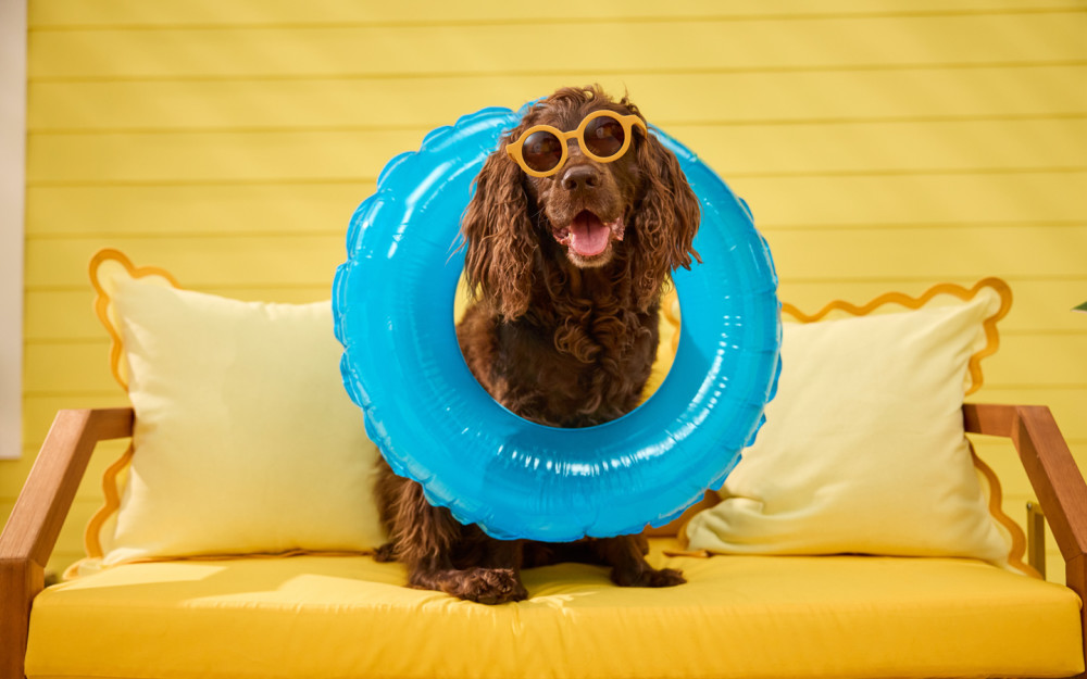 Chewy Summer Social photo