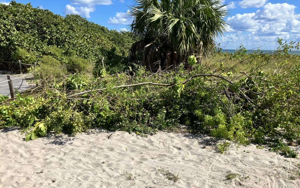 Invasive Species Removal photo