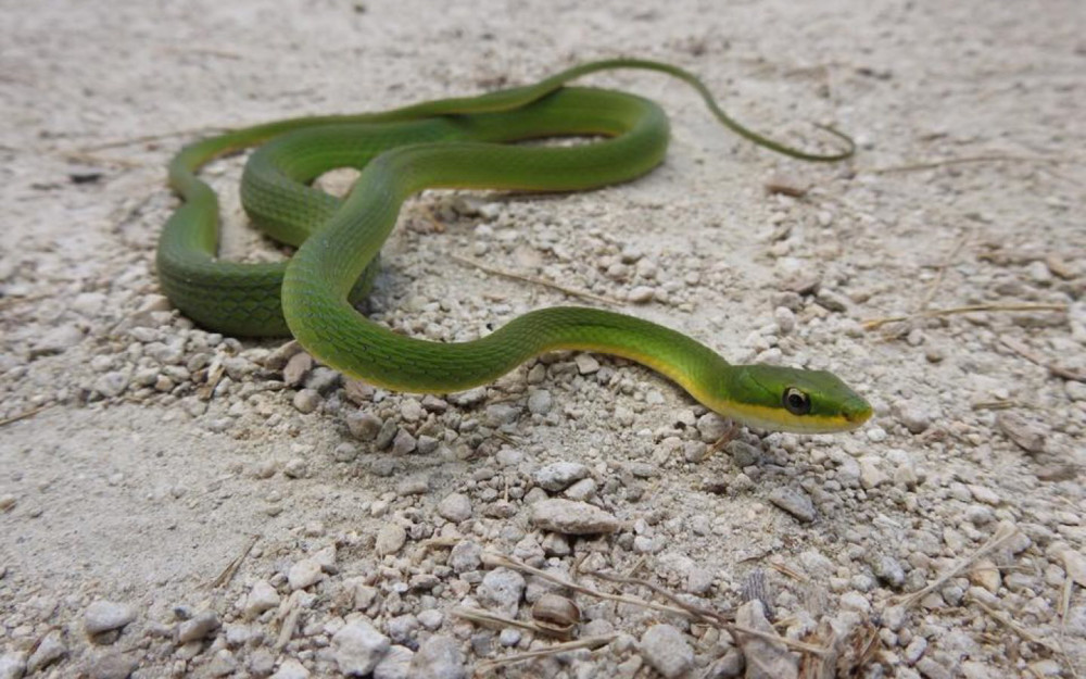 Herp Tour photo