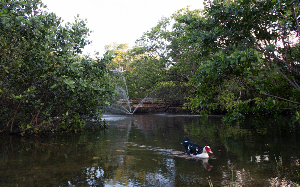 Pond at Enchanted Forest