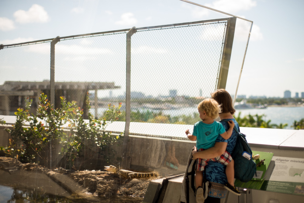 Explore the vibrant surface of habitats such as the Gulf Stream, Mangrove Forests and the Everglades on the Vista level of the Aquarium.