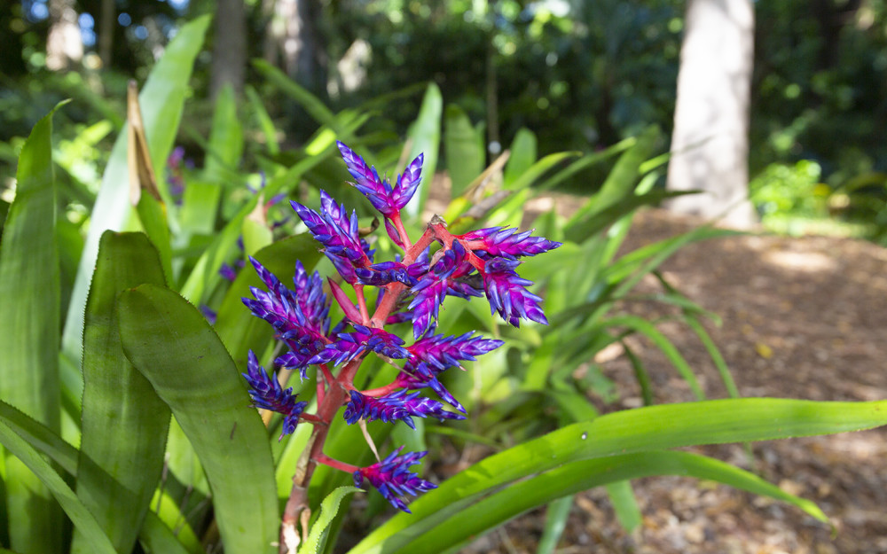 Tropical garden flower