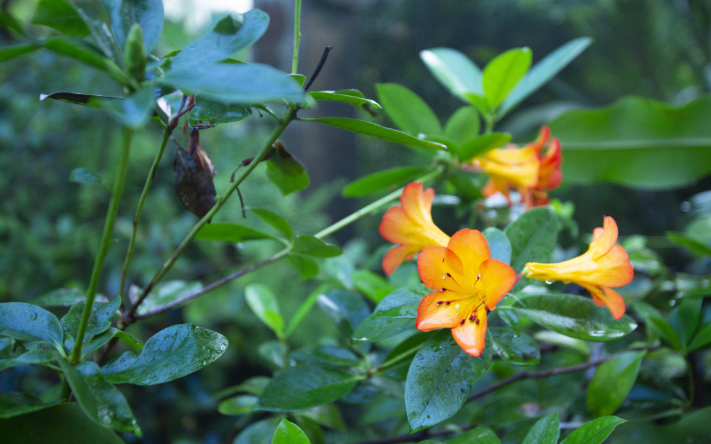 Tropical flowers