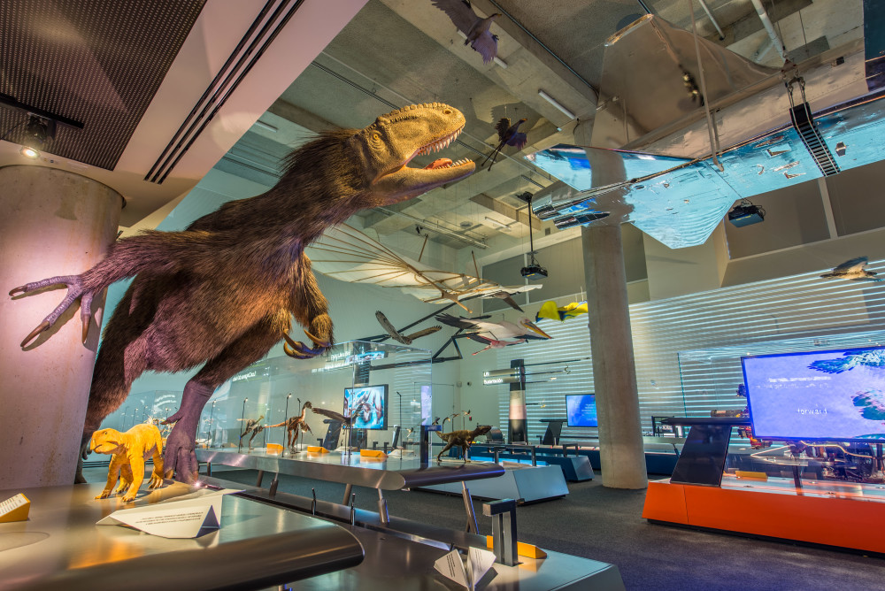 Feathers to the Stars exhibition at Frost Science.