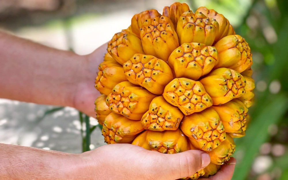 Pandanus tectorius at Fruit & Spice Park