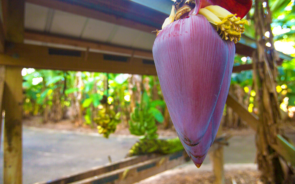 Banana Blossom at Fruit & Spice Park