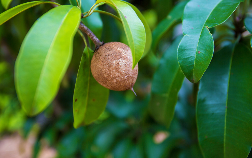 Exotic fruits growing at Fruit & Spice Park