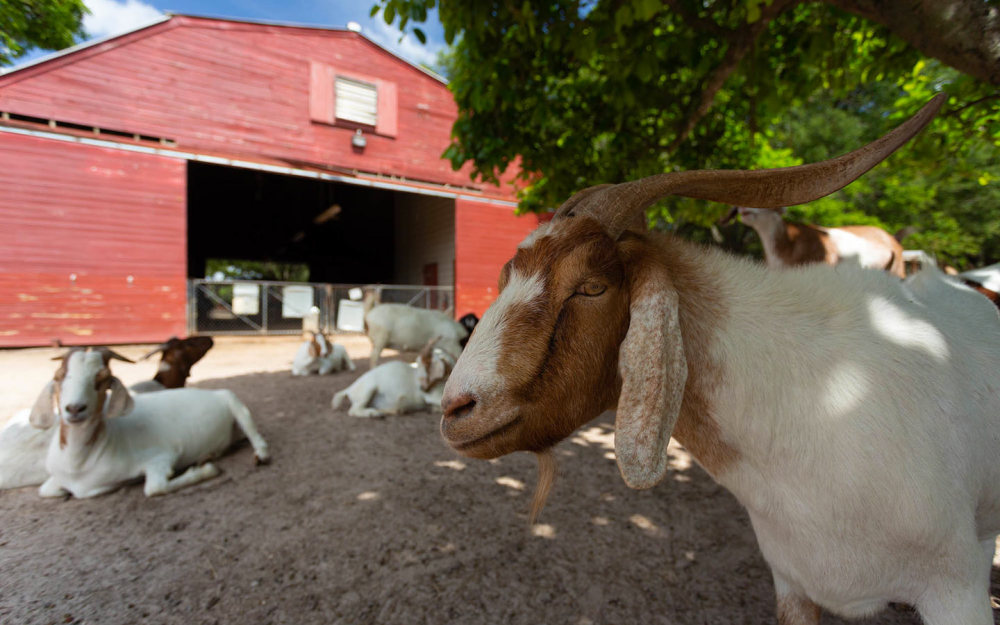 Amelia Earhart Park Petting Zoo