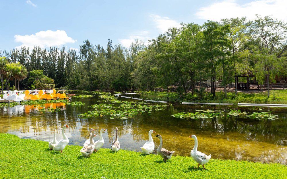Amelia Earhart Park Paddle Boat Lake