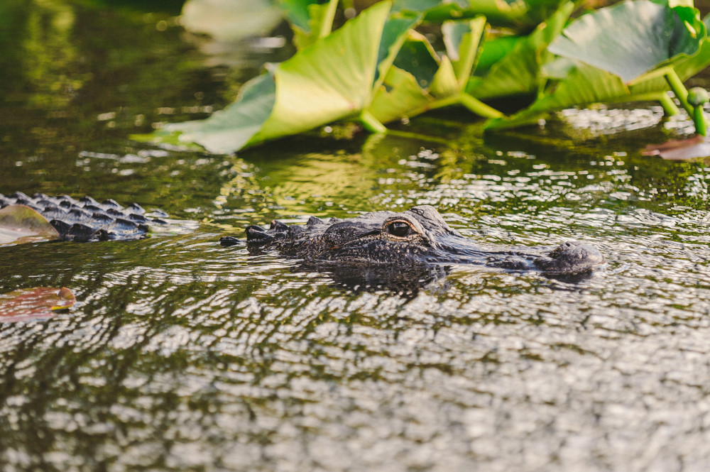 Wild alligator on an Everglades airboat tour at Everglades Holiday Park