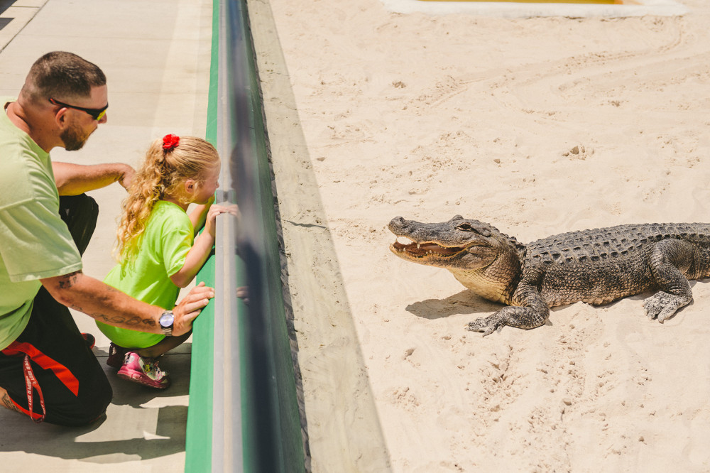 A father and daughter share a quiet moment watching rescued alligators in the Gator Pit at Everglades Holiday Park.