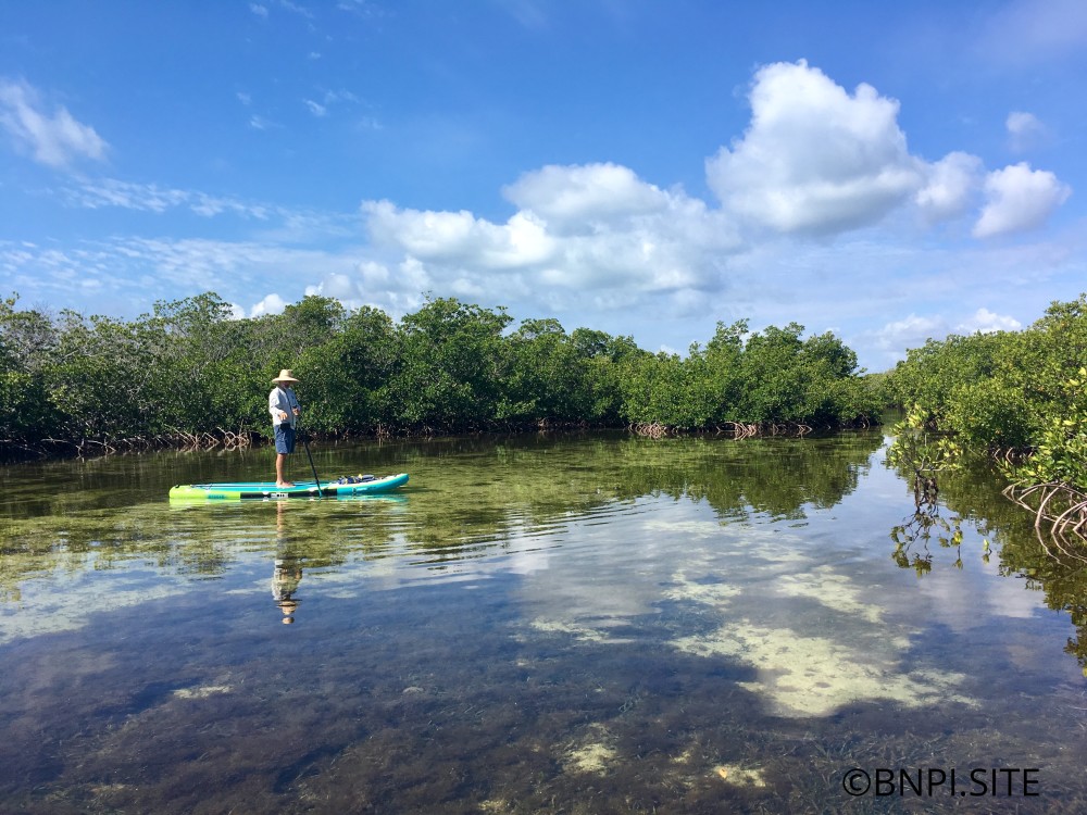 Enjoy spotting wildlife in the calm clear waters