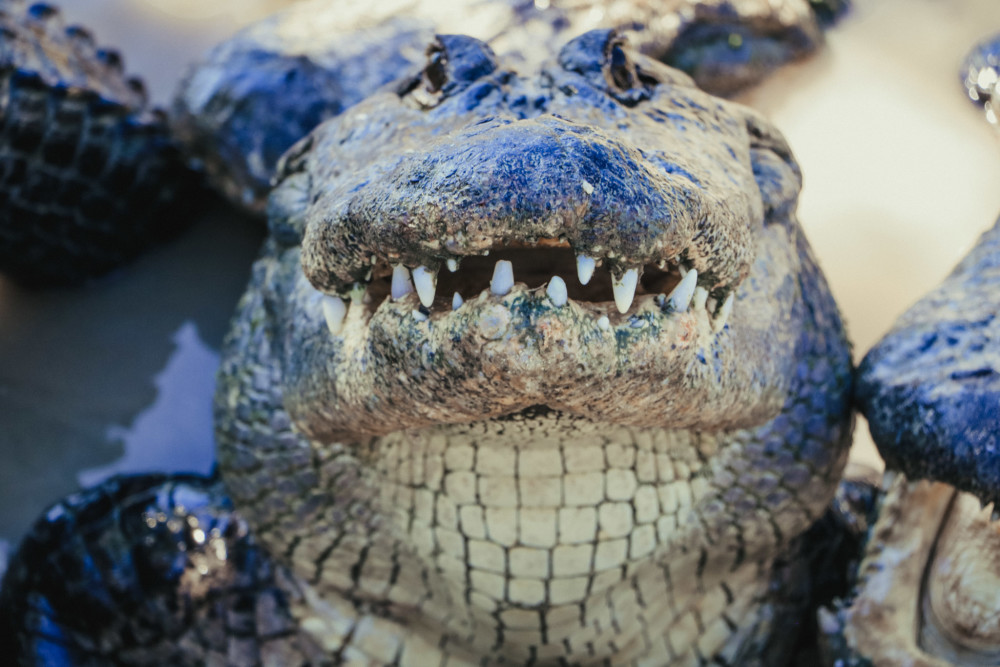 alligator