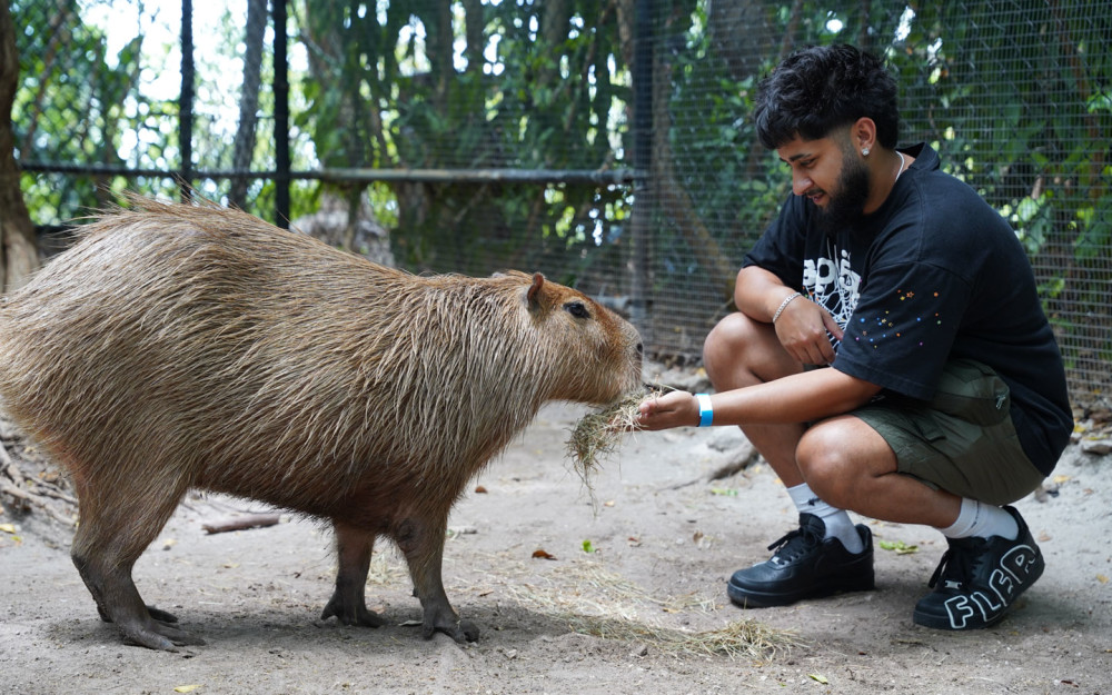 Jungle Island - Capybara Encounter