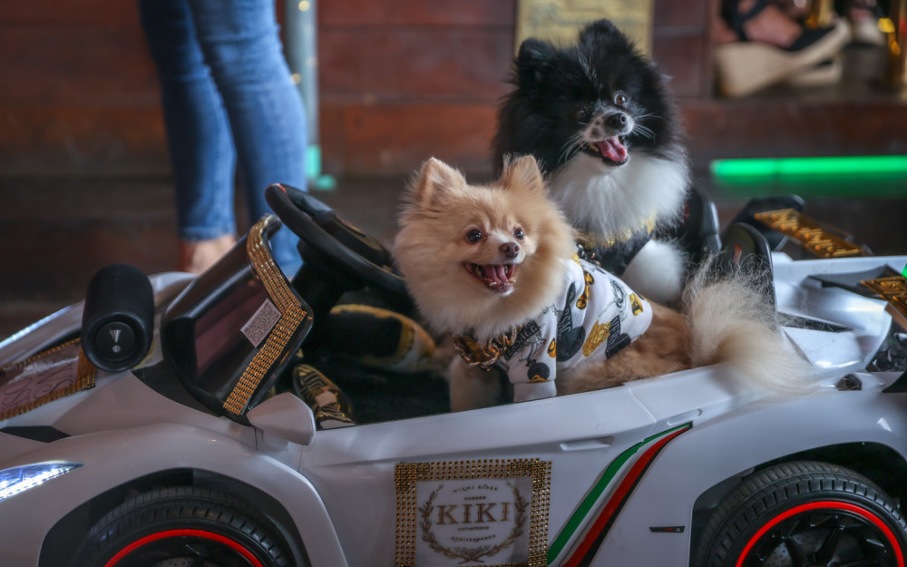 Paws & Pose Halloween photo